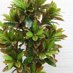Planta artificiala, Croton fara ghiveci,  D4251, 165cm