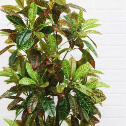 Planta artificiala, Croton fara ghiveci, D4253, 160cm