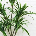 Planta artificiala, Dracaena fara ghiveci, D4263, 170cm, verde/alb Planta artificiala, Dracaena fara ghiveci, D4263, 170cm, verde/alb