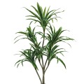 Planta artificiala, Dracaena fara ghiveci, D4263, 170cm, verde/alb Planta artificiala, Dracaena fara ghiveci, D4263, 170cm, verde/alb