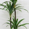 Planta artificiala, Dracaena fara ghiveci, D4264, 165cm, verde/alb Planta artificiala, Dracaena fara ghiveci, D4264, 165cm, verde/alb