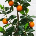 Copac artificial, Portocal fara ghiveci D4273, 100cm