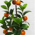Copac artificial, Portocal fara ghiveci D4275, 100cm Copac artificial, Portocal fara ghiveci D4275, 100cm