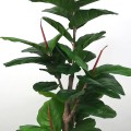 Planta artificiala, Ficus Pandurata fara ghiveci, D4276, 165cm, verde Planta artificiala, Ficus Pandurata fara ghiveci, D4276, 165cm, verde