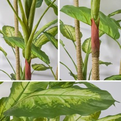 Copac artificial, Dieffenbachia Seguine fara ghiveci, Naimeed D5605, 215x80 cm, Verde