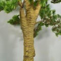 Copac artificial, Bonsai Pin fara ghiveci, Naimeed D5644, 166x85 cm, Verde Deschis