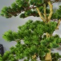 Copac artificial, Bonsai Pin fara ghiveci, Naimeed D5645, 166x85 cm, Verde Inchis
