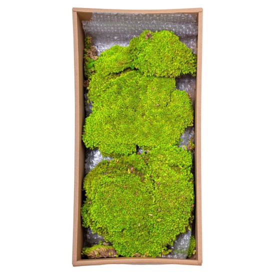 Muschi Premium naturali, stabilizati, Naimeed D6557, pentru decoratiuni hand made, biodegradabili, 500g Muschi Premium naturali, stabilizati, Naimeed D6557, pentru decoratiuni hand made, biodegradabili, 500g