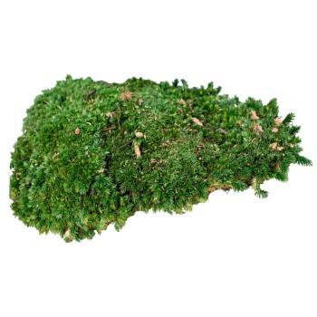 Muschi Premium naturali, stabilizati, Naimeed D6559, pentru decoratiuni hand made, biodegradabili, 500g