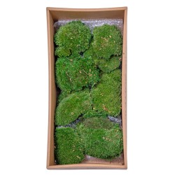 Muschi Premium naturali, stabilizati, Naimeed D6559, pentru decoratiuni hand made, biodegradabili, 500g