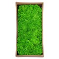 Licheni Premium naturali, stabilizati, Naimeed D6561, pentru decoratiuni hand made, biodegradabili, 500g Licheni Premium naturali, stabilizati, Naimeed D6561, pentru decoratiuni hand made, biodegradabili, 500g