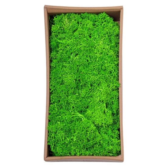 Licheni Premium naturali, stabilizati, Naimeed D6561, pentru decoratiuni hand made, biodegradabili, 500g Licheni Premium naturali, stabilizati, Naimeed D6561, pentru decoratiuni hand made, biodegradabili, 500g