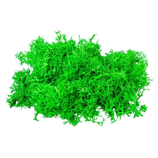 Licheni Premium naturali, stabilizati, Naimeed D6562, pentru decoratiuni hand made, biodegradabili, 500g