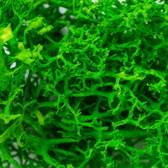 Licheni Premium naturali, stabilizati, Naimeed D6562, pentru decoratiuni hand made, biodegradabili, 500g