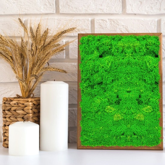 Licheni Premium naturali, stabilizati, Naimeed D6562, pentru decoratiuni hand made, biodegradabili, 500g