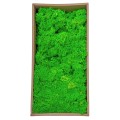 Licheni Premium naturali, stabilizati, Naimeed D6562, pentru decoratiuni hand made, biodegradabili, 500g Licheni Premium naturali, stabilizati, Naimeed D6562, pentru decoratiuni hand made, biodegradabili, 500g