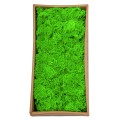 Licheni Premium naturali, stabilizati, Naimeed D6563, pentru decoratiuni hand made, biodegradabili, 500g Licheni Premium naturali, stabilizati, Naimeed D6563, pentru decoratiuni hand made, biodegradabili, 500g