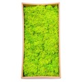 Licheni Premium naturali, stabilizati, Naimeed D6564, pentru decoratiuni hand made, biodegradabili, 500g Licheni Premium naturali, stabilizati, Naimeed D6564, pentru decoratiuni hand made, biodegradabili, 500g