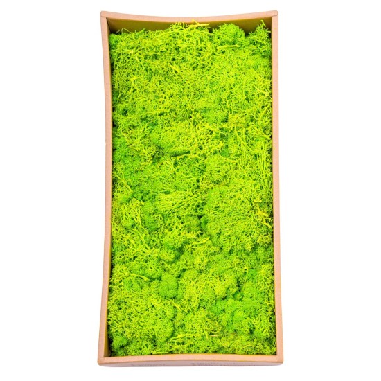 Licheni Premium naturali, stabilizati, Naimeed D6564, pentru decoratiuni hand made, biodegradabili, 500g Licheni Premium naturali, stabilizati, Naimeed D6564, pentru decoratiuni hand made, biodegradabili, 500g