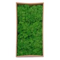 Licheni Premium naturali, stabilizati, Naimeed D6566, pentru decoratiuni hand made, biodegradabili, 500g Licheni Premium naturali, stabilizati, Naimeed D6566, pentru decoratiuni hand made, biodegradabili, 500g