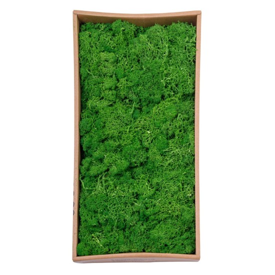 Licheni Premium naturali, stabilizati, Naimeed D6566, pentru decoratiuni hand made, biodegradabili, 500g Licheni Premium naturali, stabilizati, Naimeed D6566, pentru decoratiuni hand made, biodegradabili, 500g
