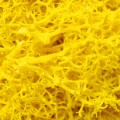 Licheni Premium naturali, stabilizati, Naimeed D6567, pentru decoratiuni hand made, biodegradabili, 500g