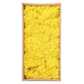 Licheni Premium naturali, stabilizati, Naimeed D6567, pentru decoratiuni hand made, biodegradabili, 500g Licheni Premium naturali, stabilizati, Naimeed D6567, pentru decoratiuni hand made, biodegradabili, 500g