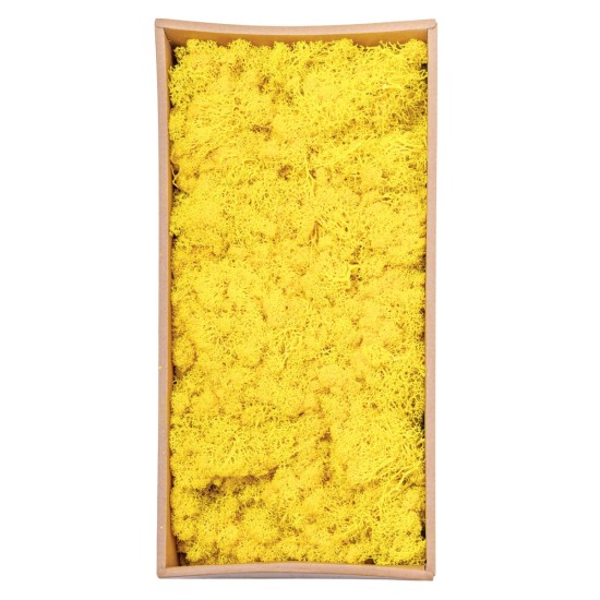 Licheni Premium naturali, stabilizati, Naimeed D6567, pentru decoratiuni hand made, biodegradabili, 500g Licheni Premium naturali, stabilizati, Naimeed D6567, pentru decoratiuni hand made, biodegradabili, 500g