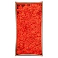 Licheni Premium naturali, stabilizati, Naimeed D6569, pentru decoratiuni hand made, biodegradabili, 500g Licheni Premium naturali, stabilizati, Naimeed D6569, pentru decoratiuni hand made, biodegradabili, 500g