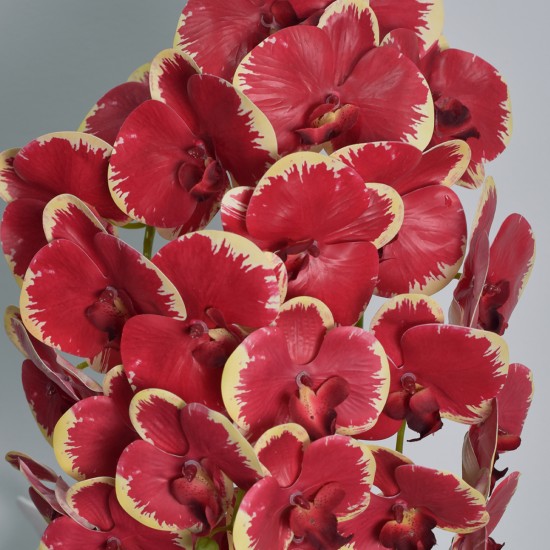 Orhidee cu aspect natural in ghiveci ceramic, 70 cm, Naimeed D4843, Rosu