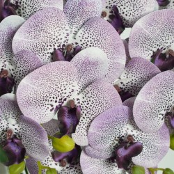 Orhidee cu aspect natural in ghiveci ceramic, 60 cm, Naimeed D4845, Amethyst