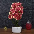 Orhidee cu aspect natural in ghiveci ceramic, 50 cm, Naimeed D4848, Rosu Orhidee cu aspect natural in ghiveci ceramic, 50 cm, Naimeed D4848, Rosu
