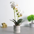Orhidee cu aspect natural in ghiveci ceramic, 35 cm, Naimeed D4849, Alb