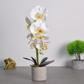 Orhidee cu aspect natural in ghiveci ceramic, 36 cm, Naimeed D4850, Alb Orhidee cu aspect natural in ghiveci ceramic, 36 cm, Naimeed D4850, Alb
