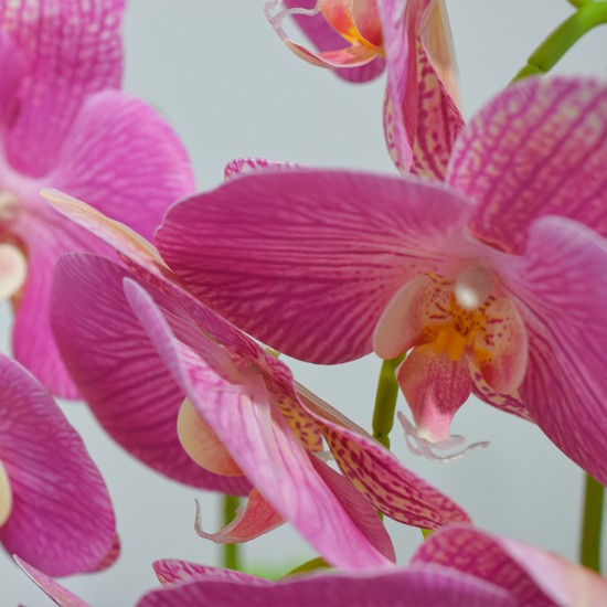 Orhidee cu aspect natural in ghiveci ceramic, 49 cm, Naimeed D4852, Magenta