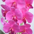 Orhidee cu aspect natural in ghiveci ceramic, 60 cm, Naimeed D4854, Roz