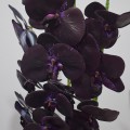 Orhidee cu aspect natural in ghiveci ceramic, 70 cm, Naimeed D4855, Mov