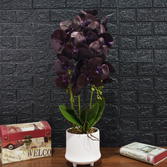 Orhidee cu aspect natural in ghiveci ceramic, 70 cm, Naimeed D4855, Mov