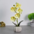 Orhidee cu aspect natural in ghiveci ceramic, 30 cm, Naimeed D4856, Verde