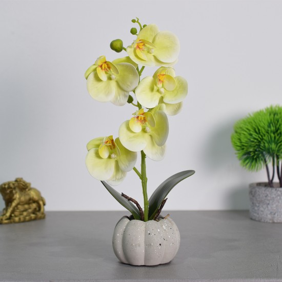 Orhidee cu aspect natural in ghiveci ceramic, 30 cm, Naimeed D4856, Verde