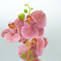 Orhidee cu aspect natural in ghiveci ceramic, 30 cm, Naimeed D4856, Roz Inchis Orhidee cu aspect natural in ghiveci ceramic, 30 cm, Naimeed D4856, Roz Inchis