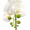 Orhidee cu aspect natural in ghiveci ceramic, 46 cm, Naimeed D5820, Alb Orhidee cu aspect natural in ghiveci ceramic, 46 cm, Naimeed D5820, Alb