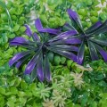 Panou verde din plante artificiale, Naimeed D4966 Panou verde din plante artificiale, Naimeed D4966