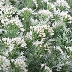 Panou verde din plante artificiale, Naimeed D4971