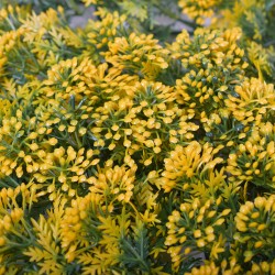 Panou verde din plante artificiale, Naimeed D4972