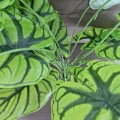 Planta artificiala, Syngonium fara ghiveci, Naimeed D4996, 67x57 cm, Verde Planta artificiala, Syngonium fara ghiveci, Naimeed D4996, 67x57 cm, Verde