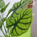 Planta artificiala, Syngonium fara ghiveci, Naimeed D4996, 67x57 cm, Verde Planta artificiala, Syngonium fara ghiveci, Naimeed D4996, 67x57 cm, Verde