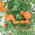 Planta artificiala curgatoare, inaltime 83cm, Naimeed D5012, Portocaliu Planta artificiala curgatoare, inaltime 83cm, Naimeed D5012, Portocaliu