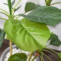 Planta artificiala, Dracaena Marginata fara ghiveci, Naimeed D5601, 115x51 cm, Verde Planta artificiala, Dracaena Marginata fara ghiveci, Naimeed D5601, 115x51 cm, Verde