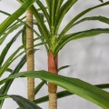 Planta artificiala, Dracaena Marginata fara ghiveci, Naimeed D5604, 175x78 cm, Verde